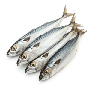 Atlantic Horse Mackerel Fish