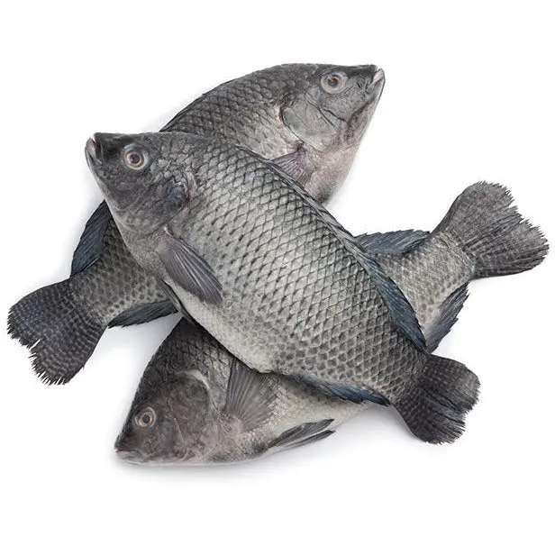 Fresh Frozen Tilapia Fish