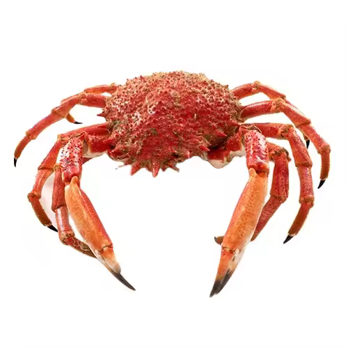 Live Red Norwegian King Crab